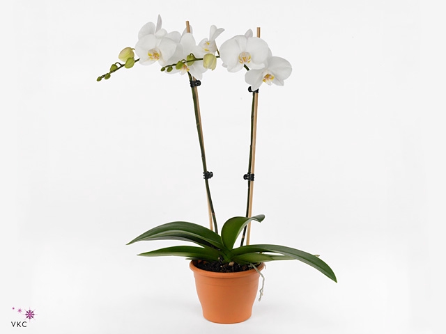 Phalaenopsis  'FC Wildcat'