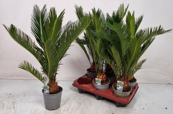 <h4>CYCAS REVOLUTA</h4>
