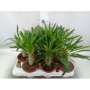 Pachypodium lamerei