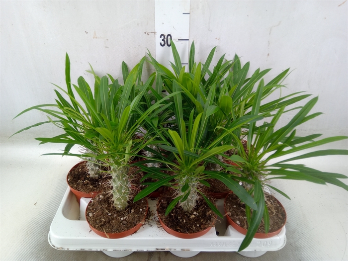 <h4>Pachypodium lamerei</h4>