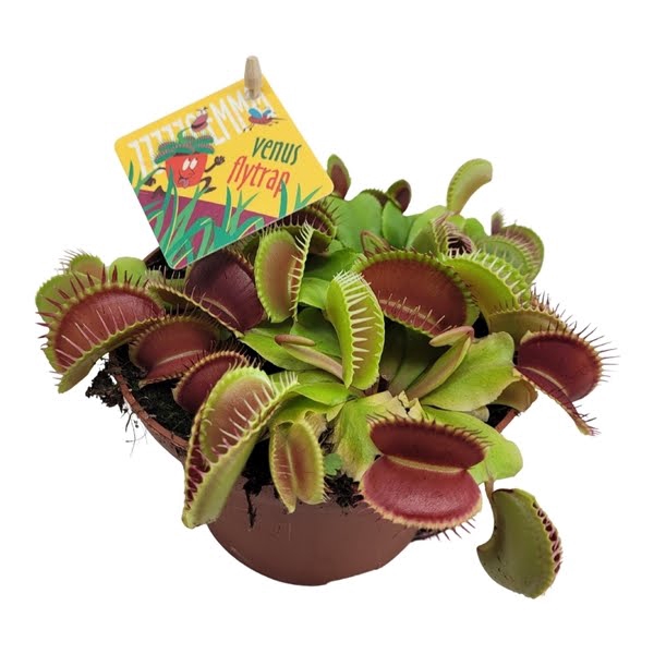 Dionaea muscipula