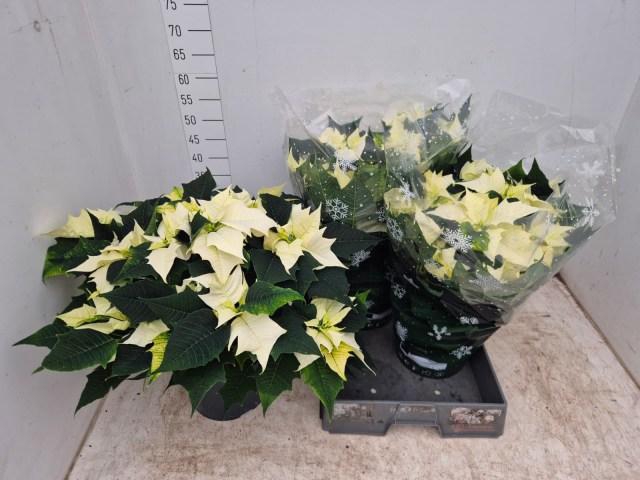 <h4>EUPHOR P ALASKA</h4>