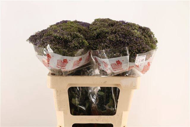 <h4>TRACH CORINE LILAC</h4>