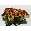 Dahlia Creme de Cognac