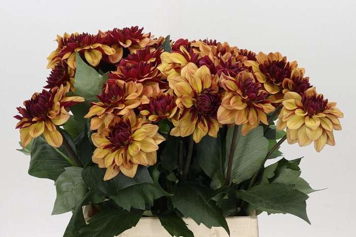 <h4>Dahlia Creme de Cognac</h4>