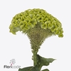 Celosia act verda