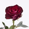 Rosa large scarlet ruby