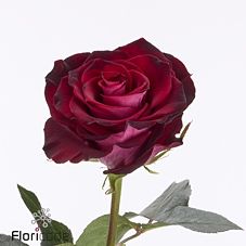 Rosa large scarlet ruby