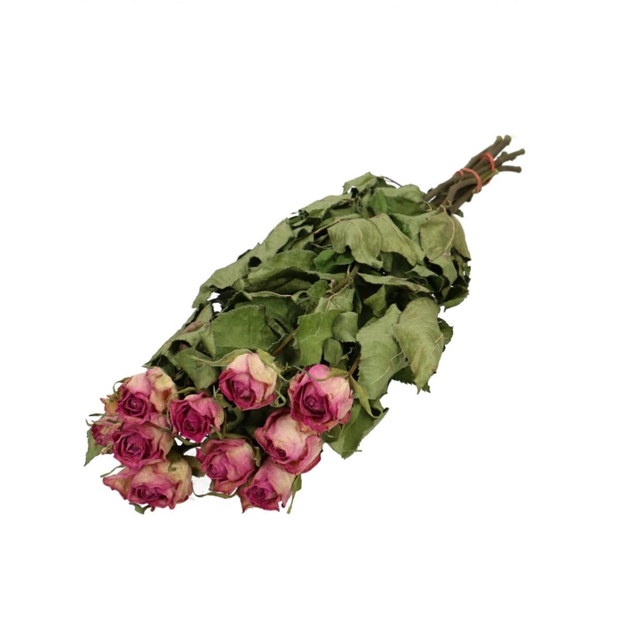 <h4>Droogbloem Roos 50cm x10</h4>