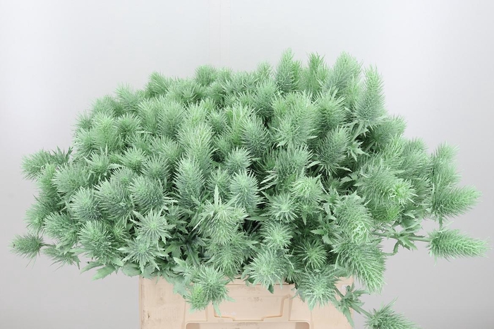 <h4>Eryn Supernova Kl Bh Mint</h4>