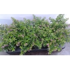 Cuphea hyssopifolia