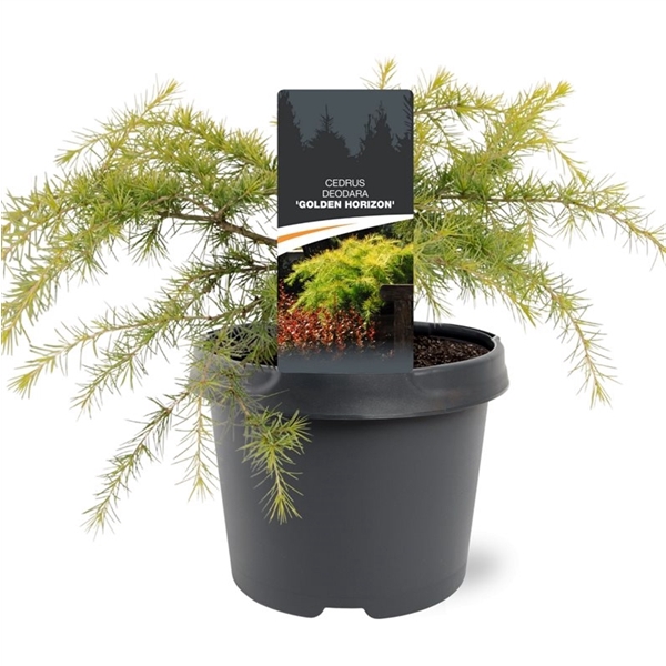 <h4>Cedrus deodara 'Golden Horizon'</h4>