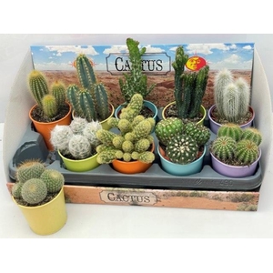 CACTUS GEM