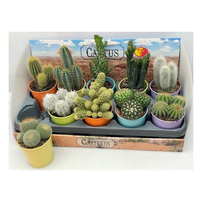 <h4>CACTUS GEM</h4>