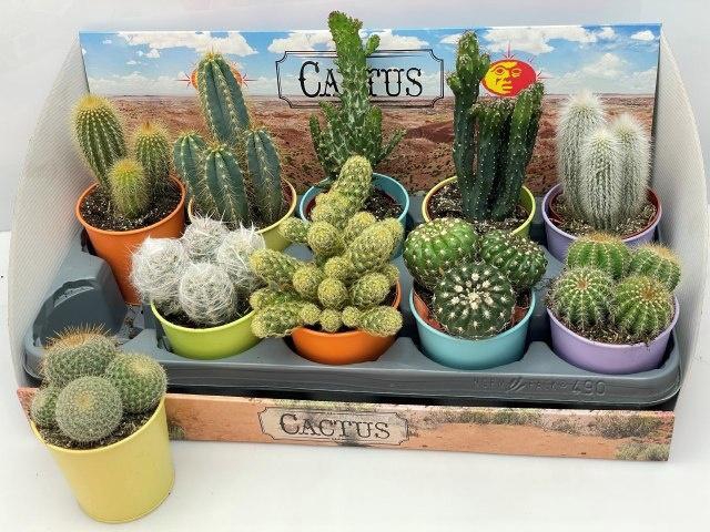 <h4>CACTUS GEM</h4>