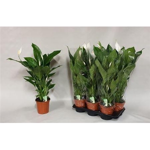 Spathiphyllum Verdi 3-4