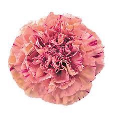 <h4>DI ST VORTEX</h4>