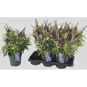 BUDD BFC LITT PURPLE