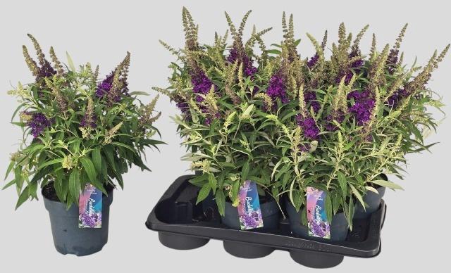 <h4>BUDD BFC LITT PURPLE</h4>
