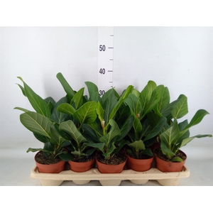 Ficus benghalensis 'Audrey'