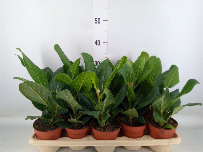 <h4>Ficus benghalensis 'Audrey'</h4>