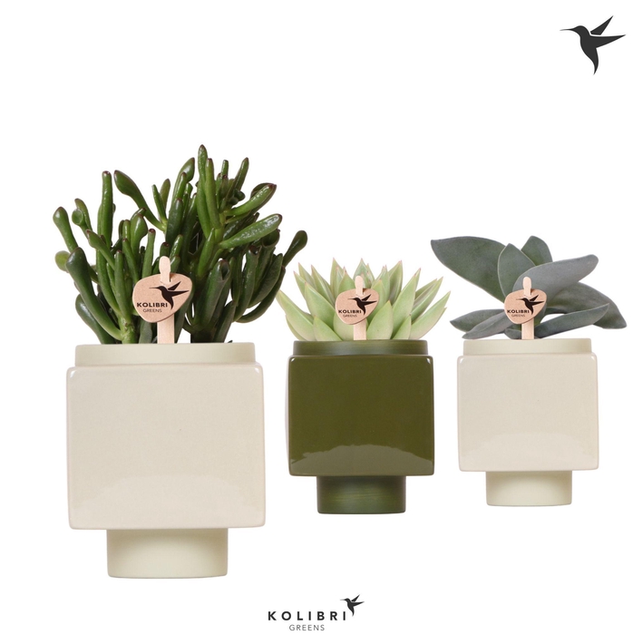 <h4>Kolibri Greens Succulenten mix in Cube pot green</h4>