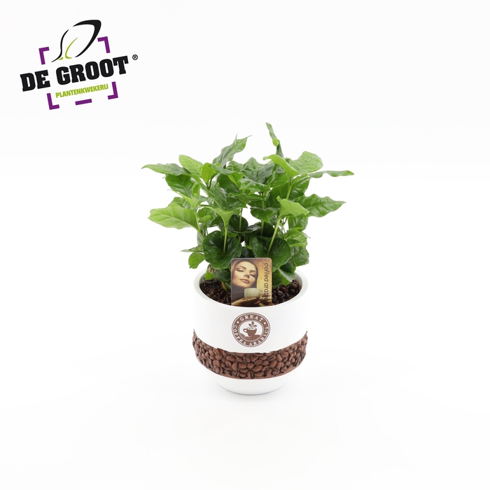 <h4>Coffea in bonenpot</h4>