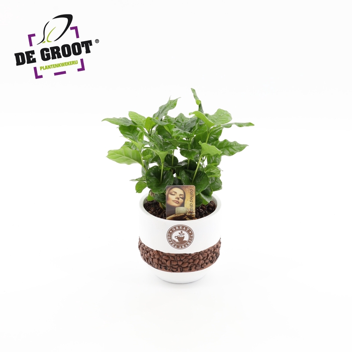 <h4>Coffea in bonenpot</h4>