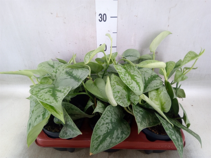 <h4>Scindapsus pictus 'Trebie'</h4>
