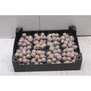 F-malusappel Glitter Goud