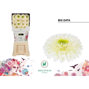 Gerbera Pomponi Big Data Diamond