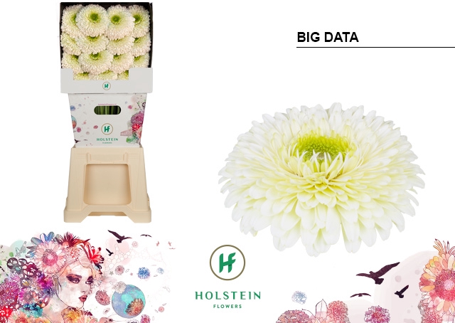 <h4>Gerbera Pomponi Big Data Diamond</h4>