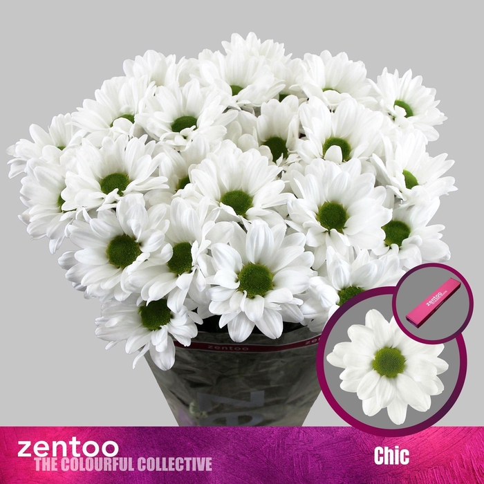 <h4>CHRYSANTHEMUM TR 'CHIC'</h4>
