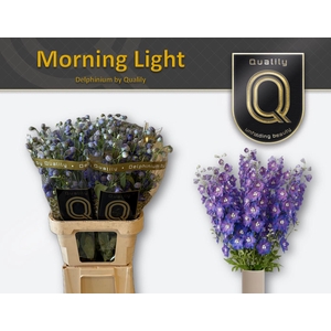 DELPH DU MORNINGLIGHT 80CM X40