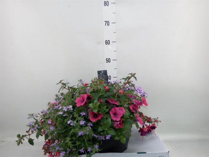 <h4>Perkplanten   ...tuft 5   [Bedding]</h4>