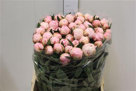 <h4>Paeo L Sara Bernhard Extra!!</h4>