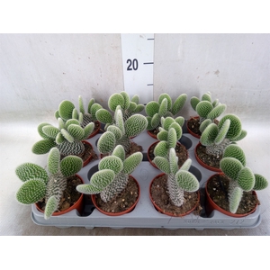 Opuntia microdasys 'Albispina'