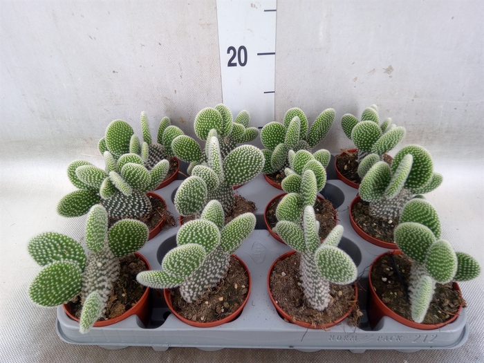 <h4>Opuntia microdasys 'Albispina'</h4>
