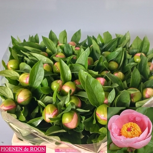 PAEO S SALMON SAUCER