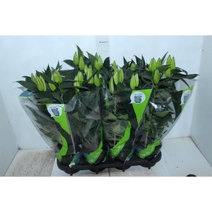 LIRIO P15 BRANCO