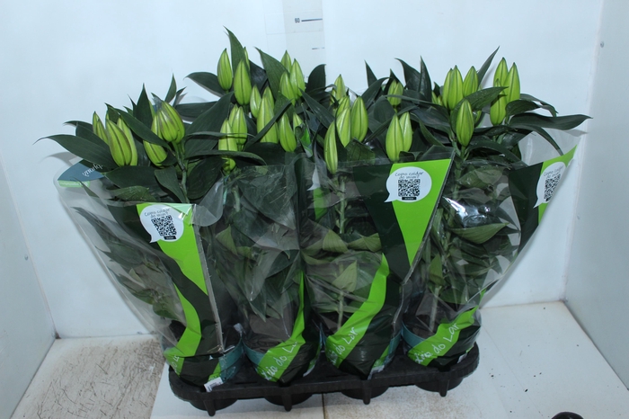 <h4>LIRIO P15 BRANCO</h4>