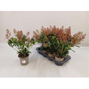SKIMMIA RUBELLA P13 10+