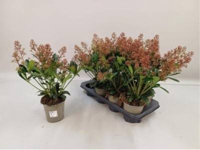 <h4>SKIMMIA RUBELLA P13 10+</h4>