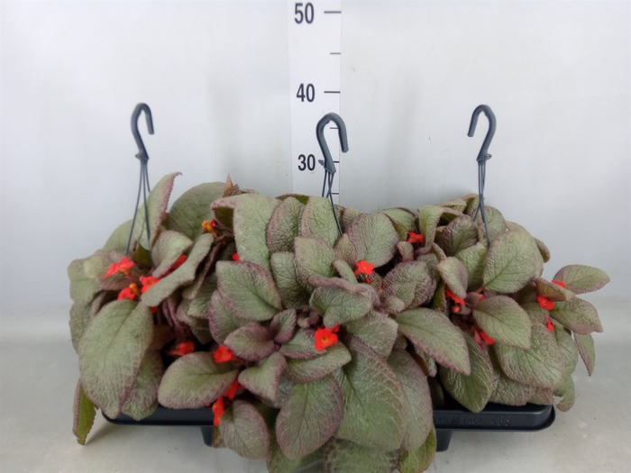 <h4>Episcia   ...</h4>