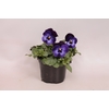 Viola cornuta F1 Denim jump up