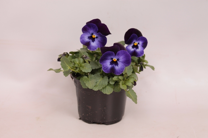 Viola cornuta F1 Denim jump up