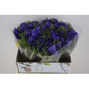 Anem Mistral Super Blue