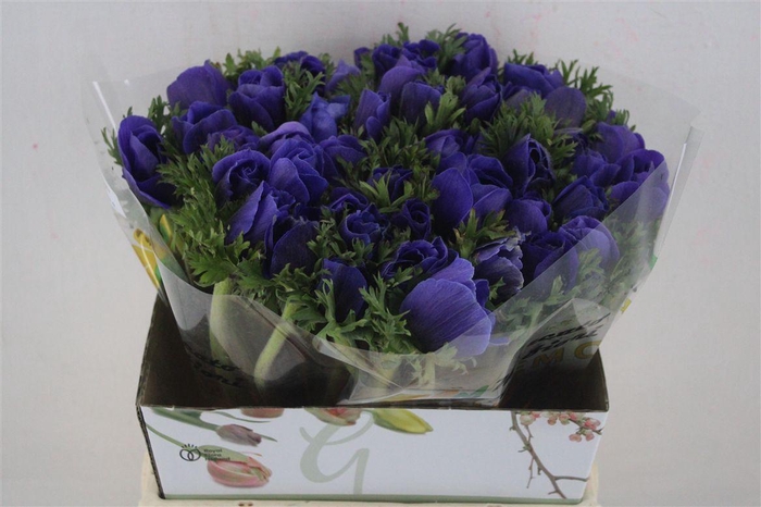 <h4>Anem Mistral Super Blue</h4>