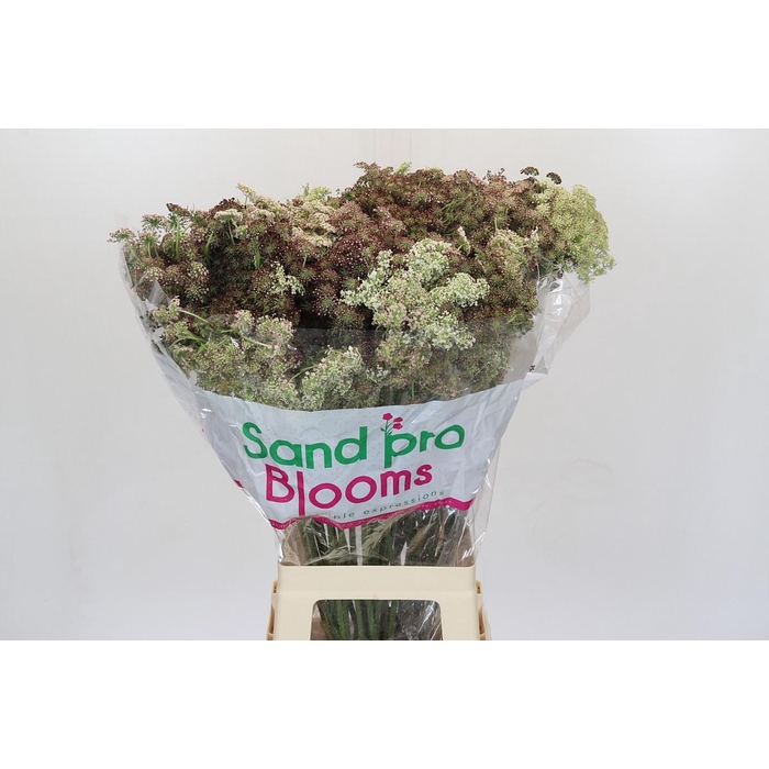 <h4>Daucus Carota Dara</h4>