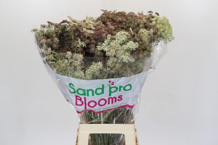 <h4>Daucus Carota Dara</h4>